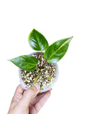 Anthurium Papillilaminum Sport Var