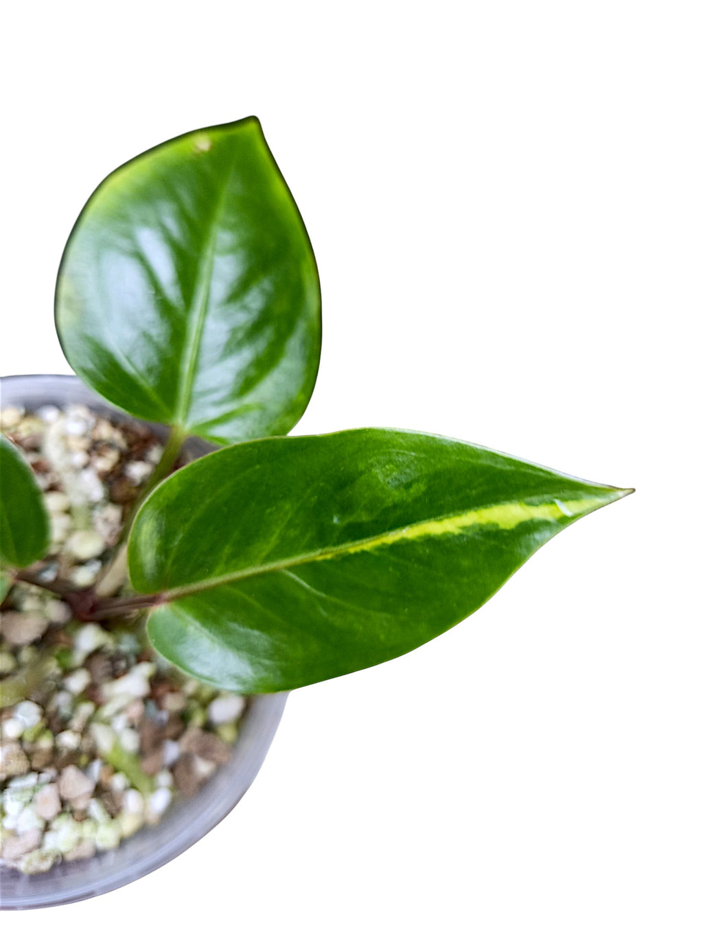 Anthurium Papillilaminum Sport Var