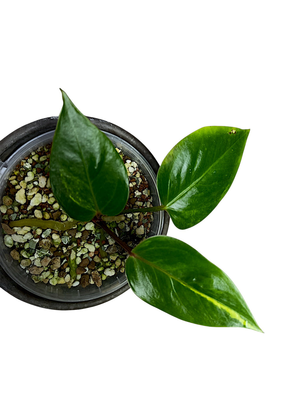 Anthurium Papillilaminum Sport Var