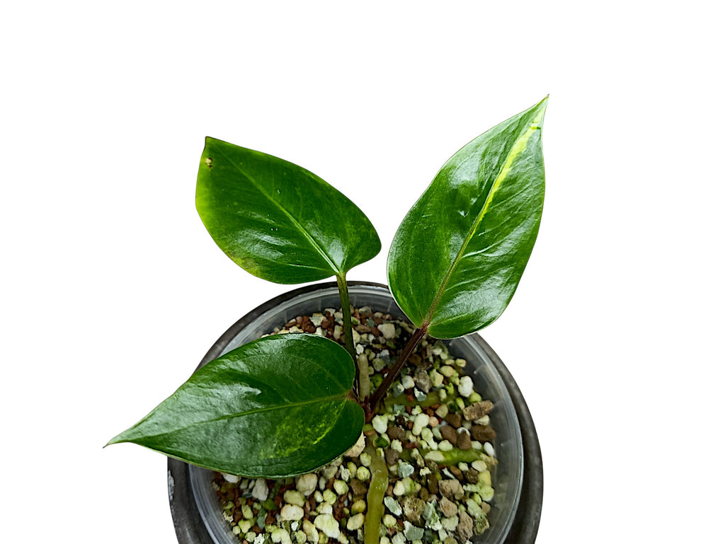 Anthurium Papillilaminum Sport Var