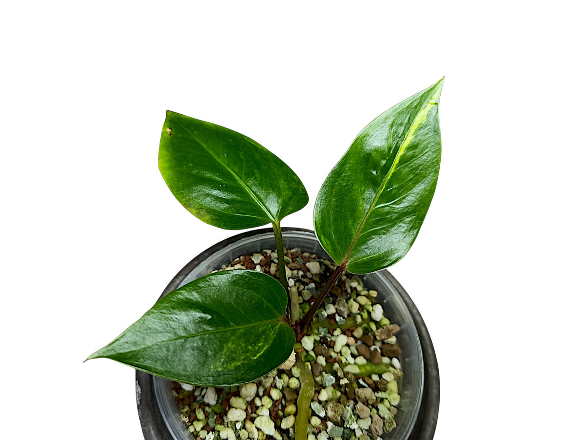 Anthurium Papillilaminum Sport Var