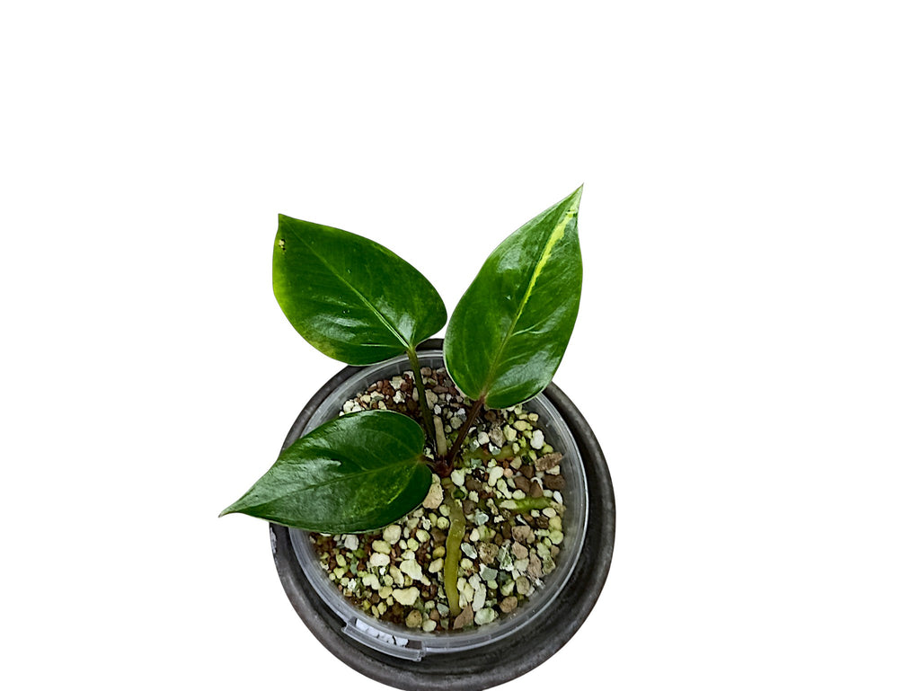 Anthurium Papillilaminum Sport Var