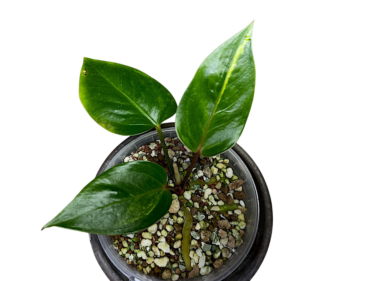 Anthurium Papillilaminum Sport Var