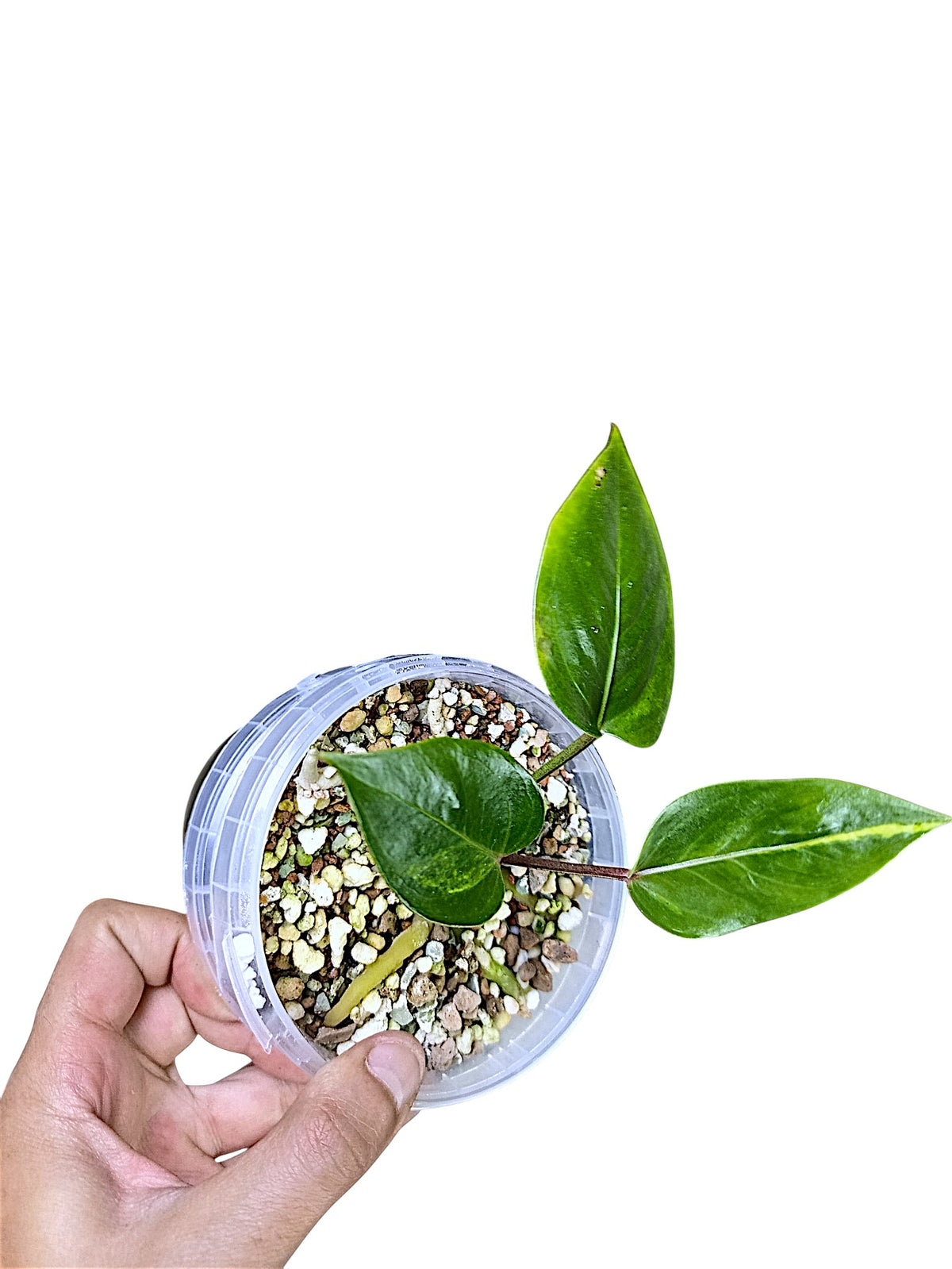 Anthurium Papillilaminum Sport Var