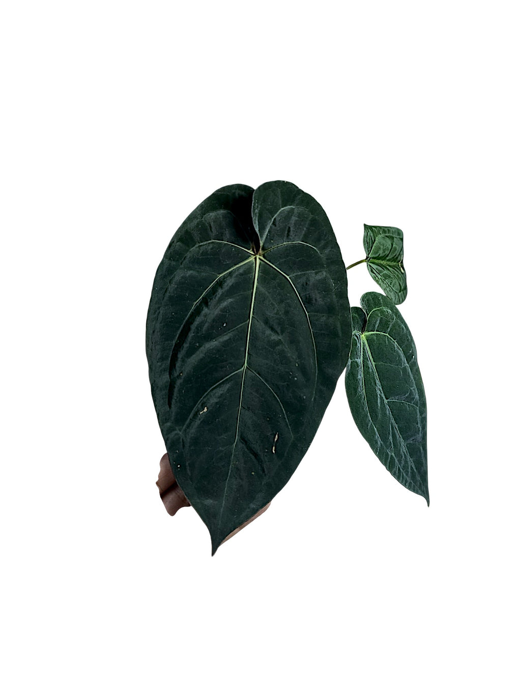 Anthurium Dark Phoenix x Papillilaminum
