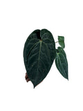 Anthurium Dark Phoenix x Papillilaminum