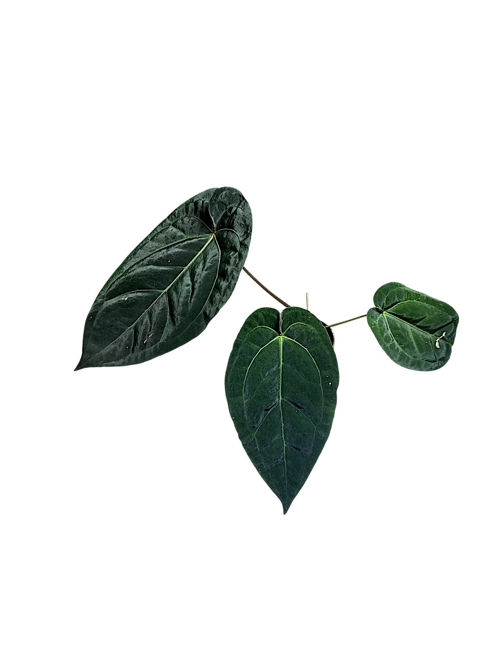 Anthurium Dark Phoenix x Papillilaminum