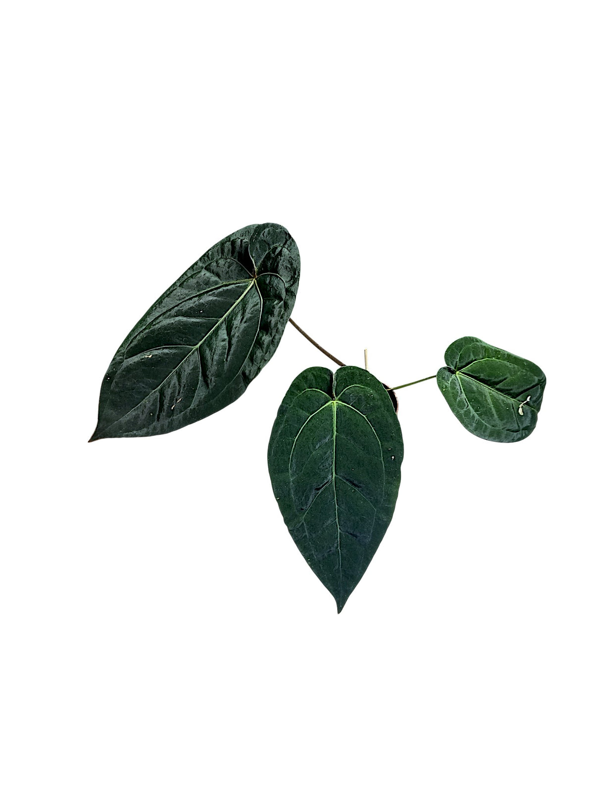 Anthurium Dark Phoenix x Papillilaminum