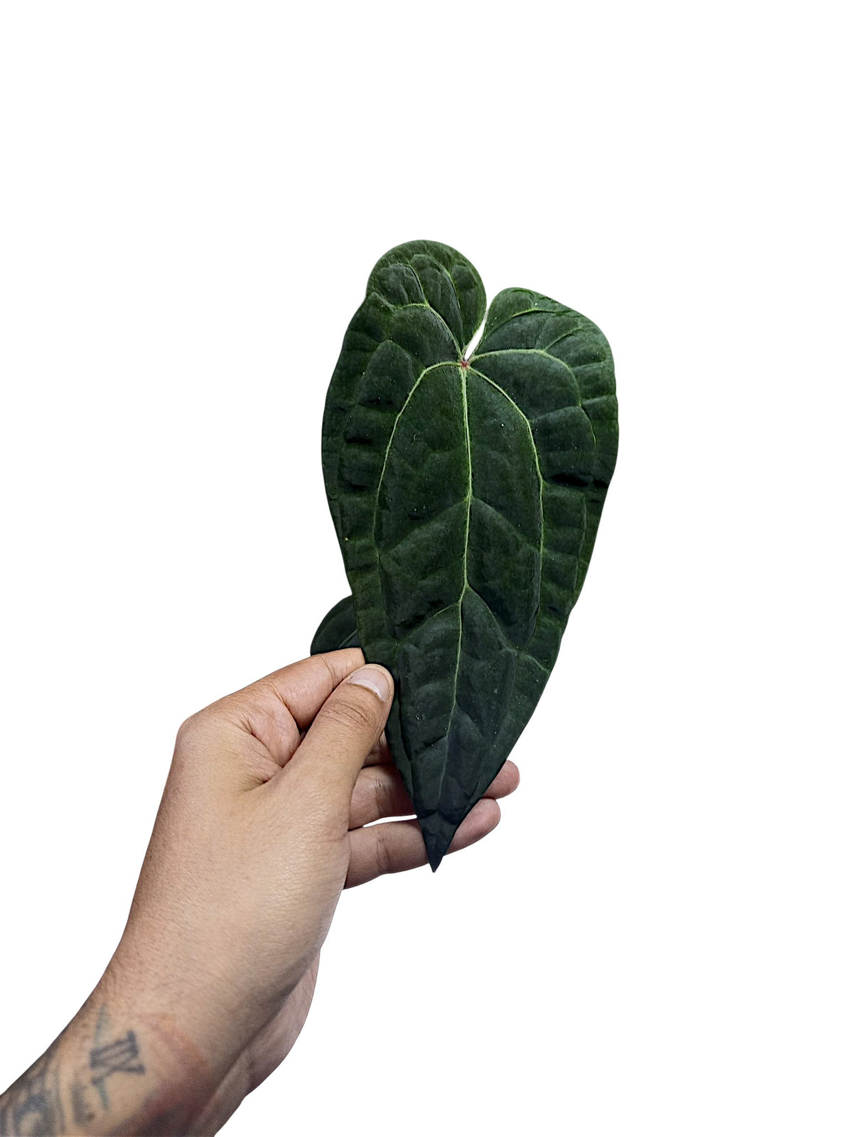 Anthurium Ace of Spades x Papillilaminum