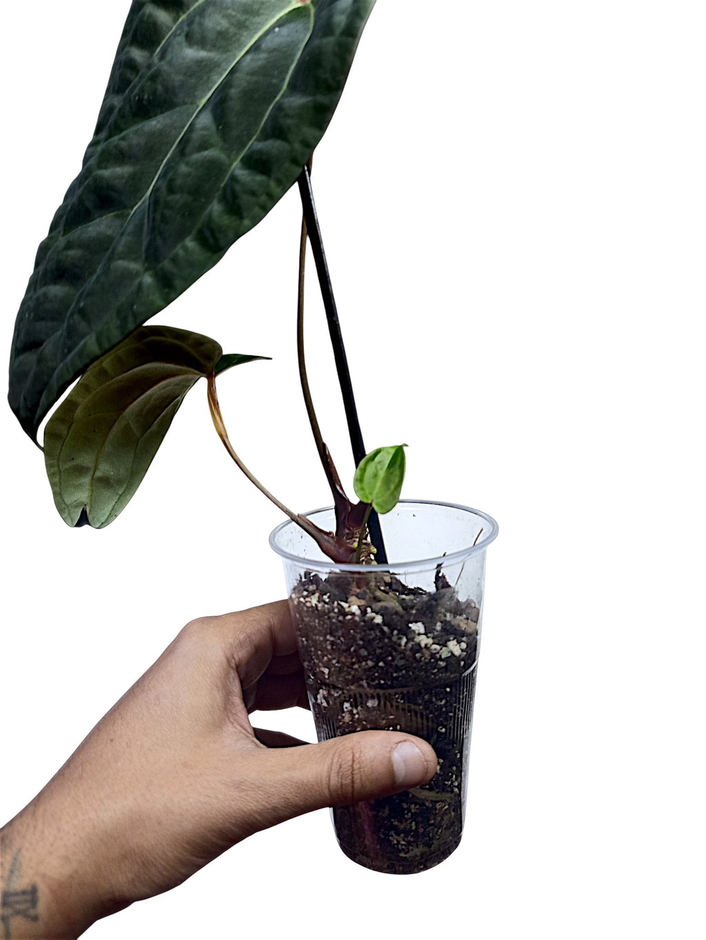 Anthurium Ace of Spades x Papillilaminum