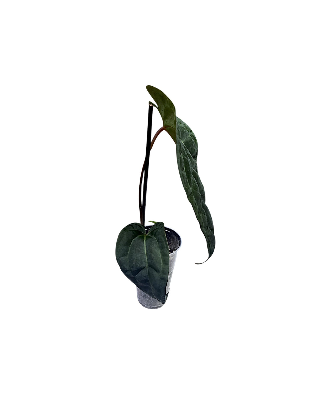 Anthurium Ace of Spades x Papillilaminum