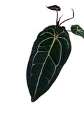 Anthurium ('Zara' x 'Michelle') x (carlablackiae)