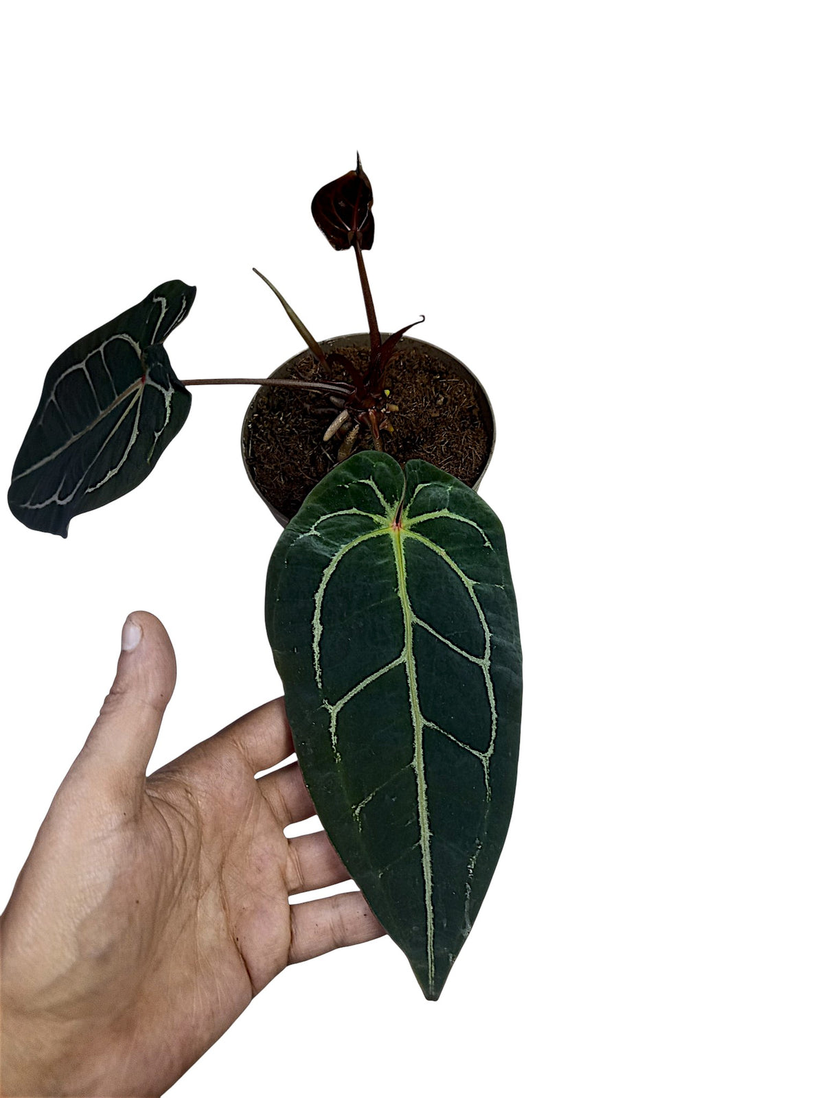 Anthurium ('Zara' x 'Michelle') x (carlablackiae)
