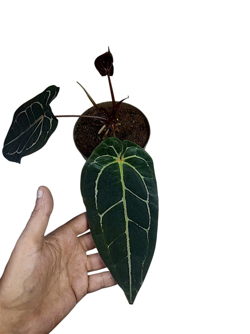 Anthurium ('Zara' x 'Michelle') x (carlablackiae)