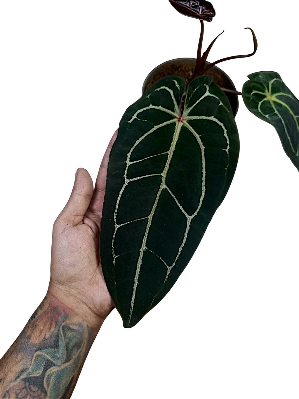 Anthurium ('Zara' x 'Michelle') x (carlablackiae)