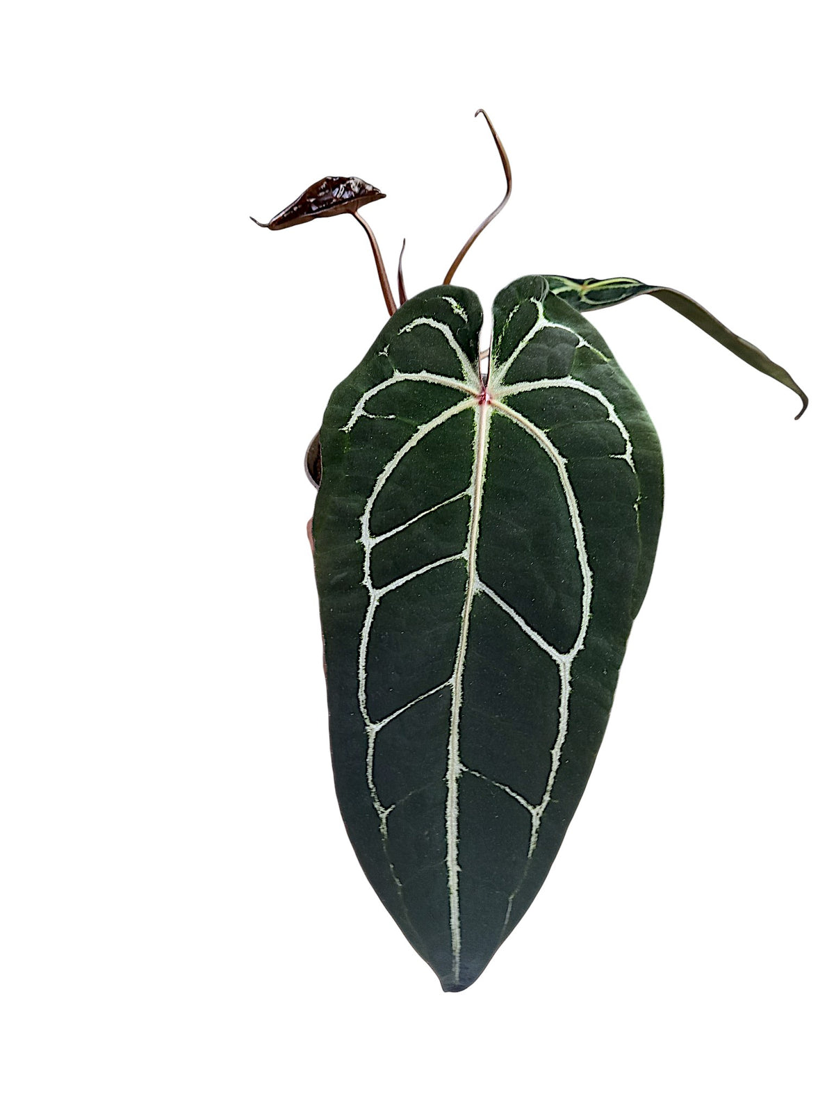 Anthurium ('Zara' x 'Michelle') x (carlablackiae)