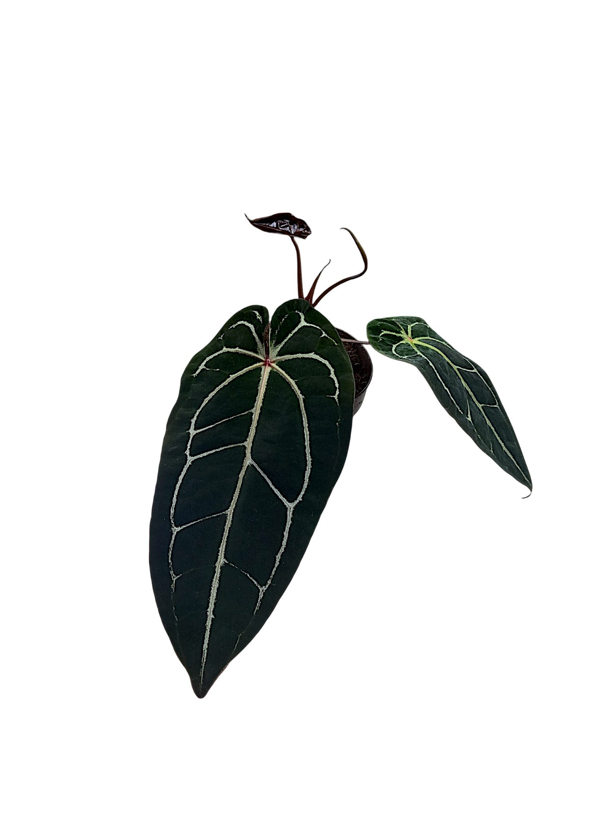 Anthurium ('Zara' x 'Michelle') x (carlablackiae)