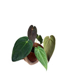 Anthurium Dark Papillilaminum x Red Spider