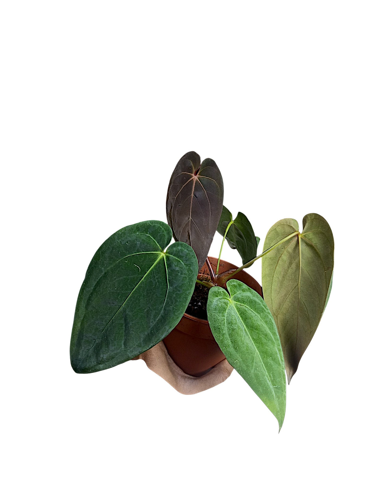 Anthurium Dark Papillilaminum x Red Spider