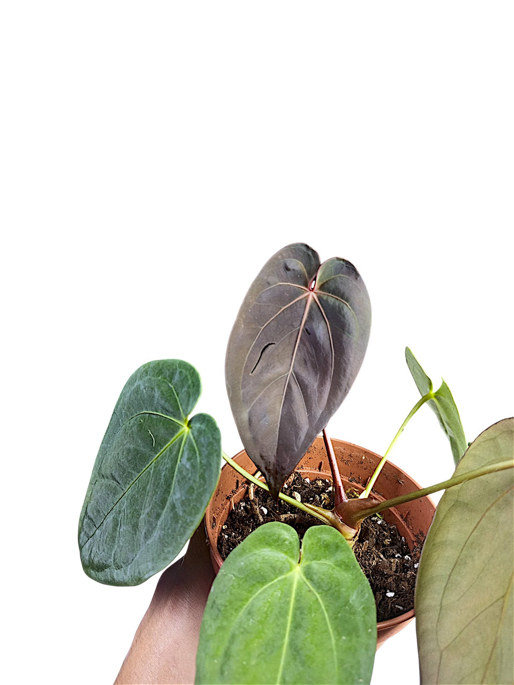 Anthurium Dark Papillilaminum x Red Spider