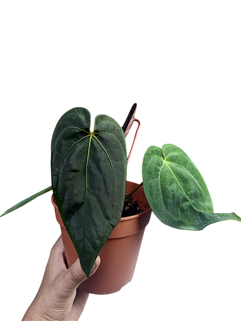 Anthurium Dark Papillilaminum x Red Spider