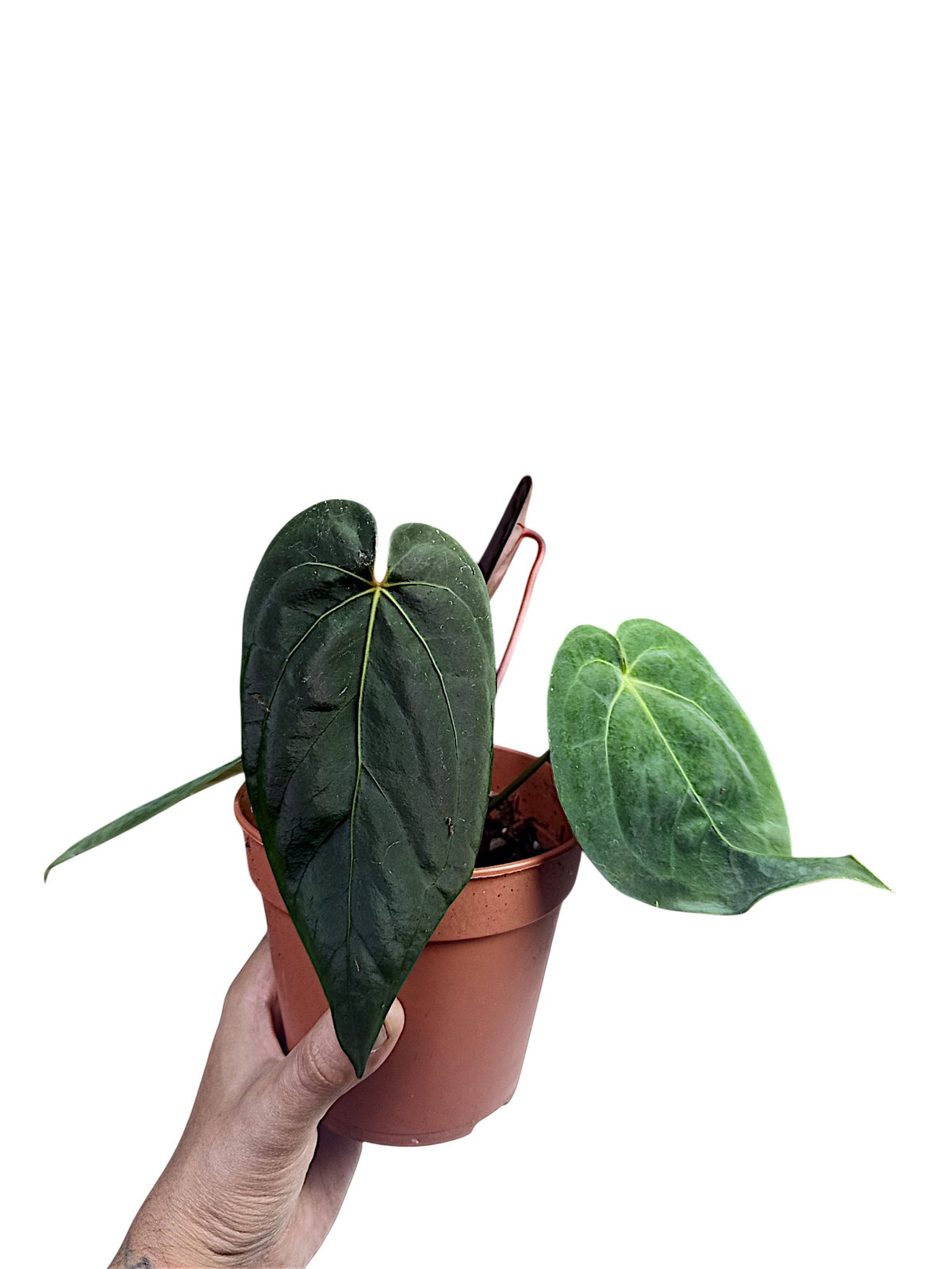 Anthurium Dark Papillilaminum x Red Spider
