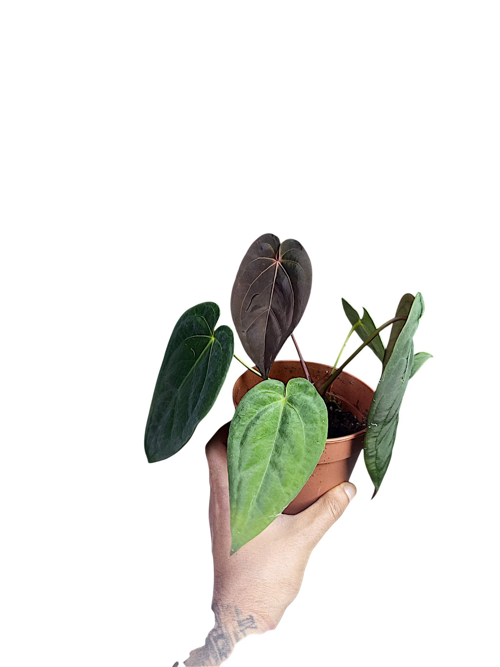 Anthurium Dark Papillilaminum x Red Spider