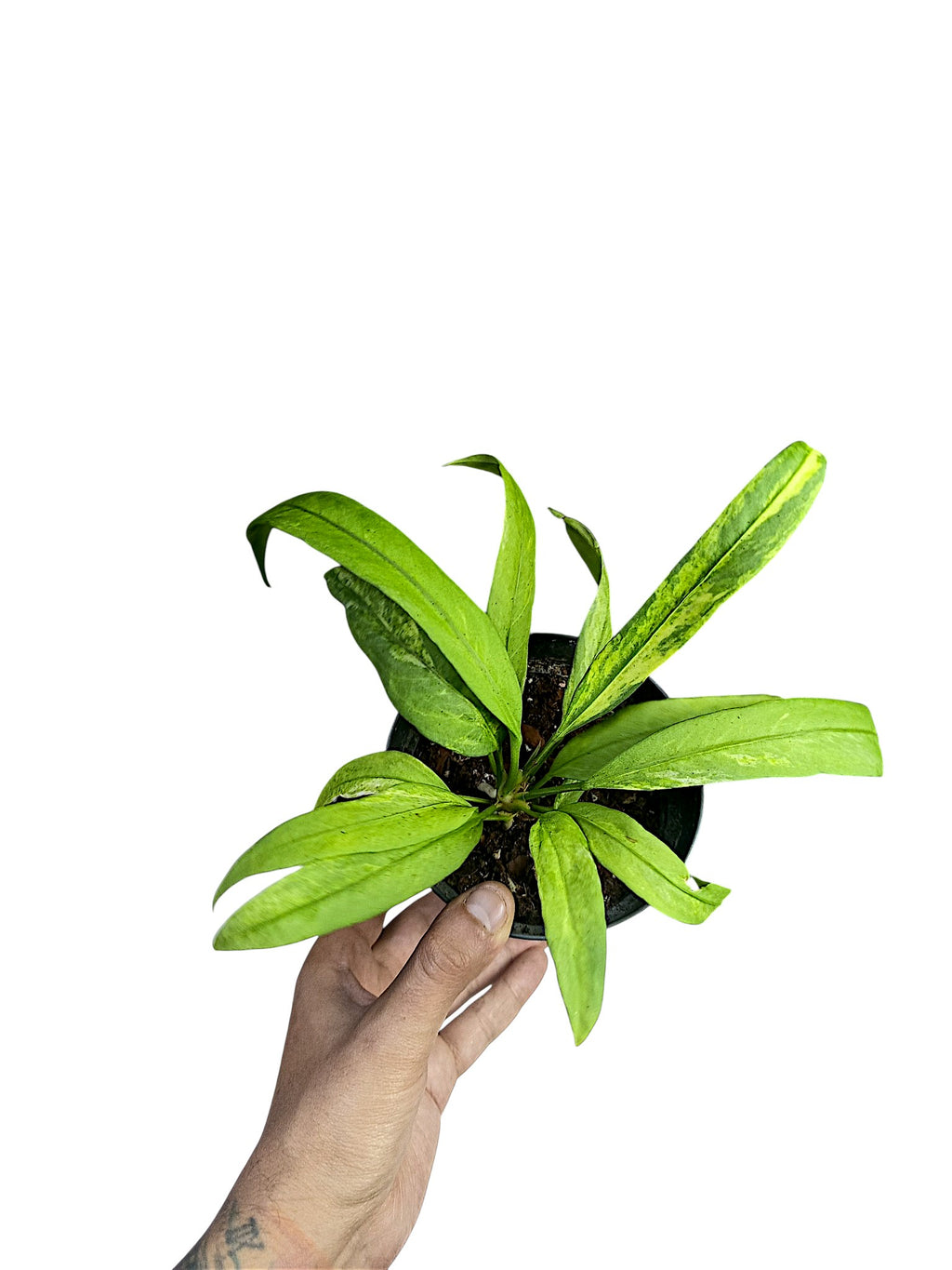 Anthurium vittarifolium variegated