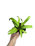 Anthurium vittarifolium variegated