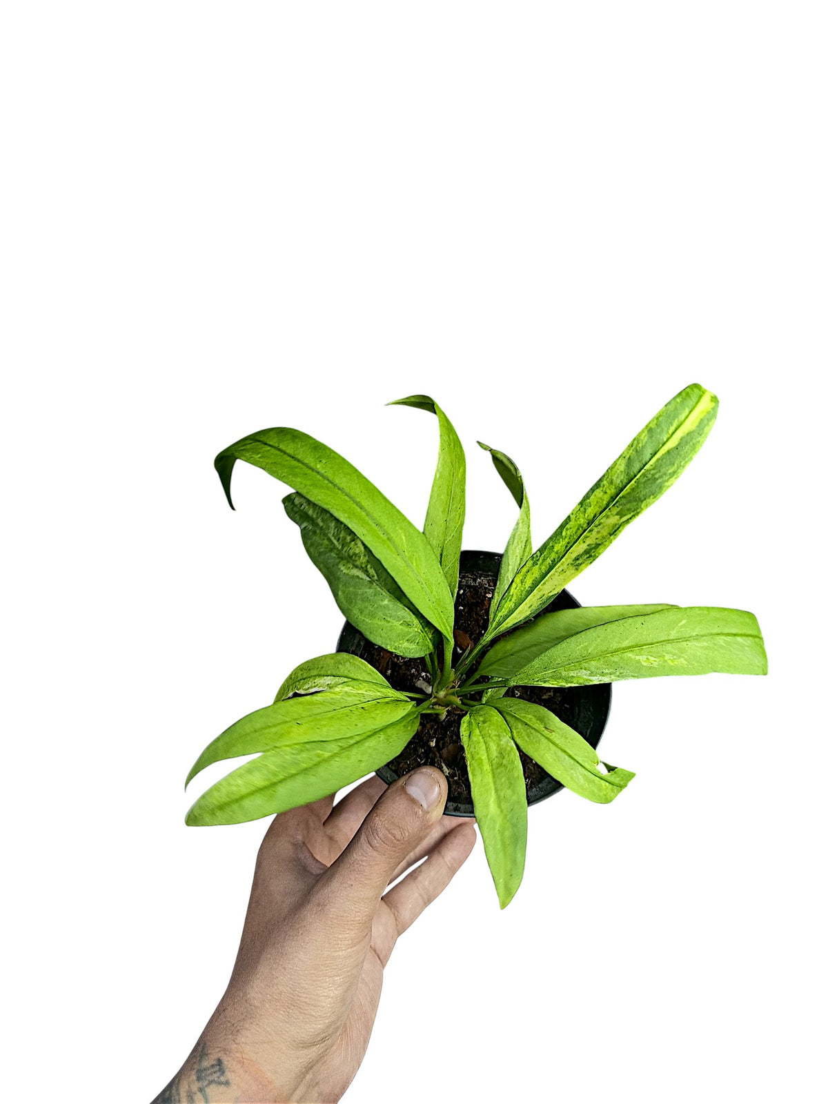 Anthurium vittarifolium variegated