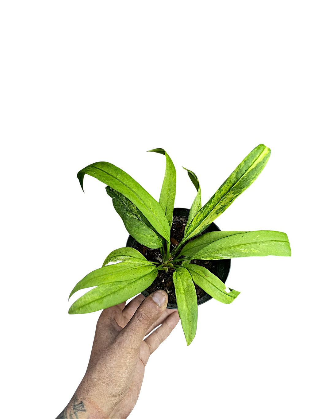 Anthurium vittarifolium variegated