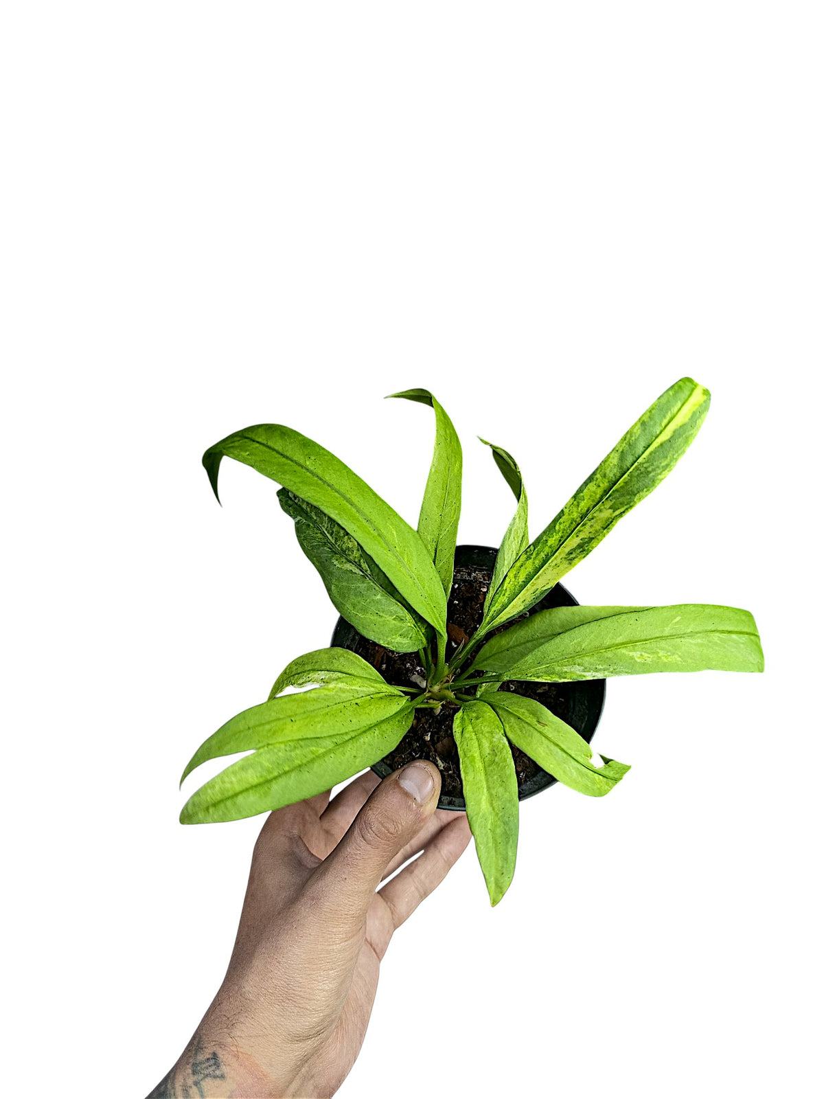 Anthurium vittarifolium variegated
