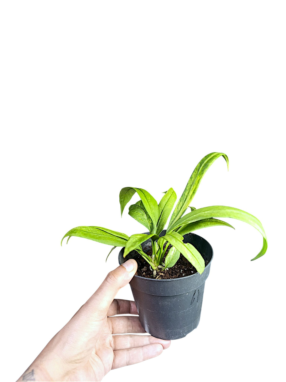 Anthurium vittarifolium variegated