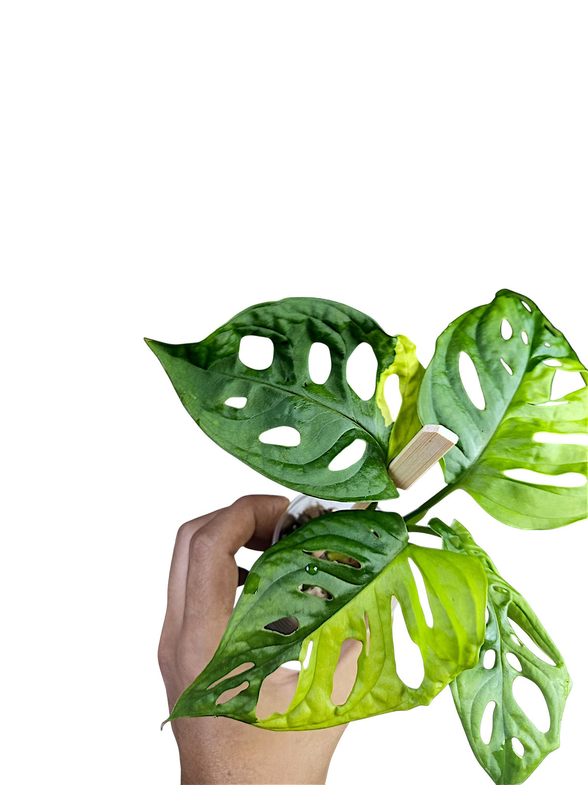 Monstera adansonii Aurea Half Moon