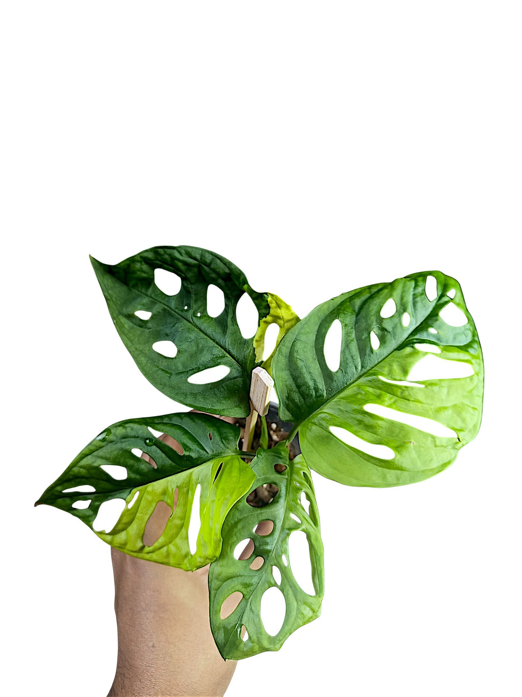 Monstera adansonii Aurea Half Moon