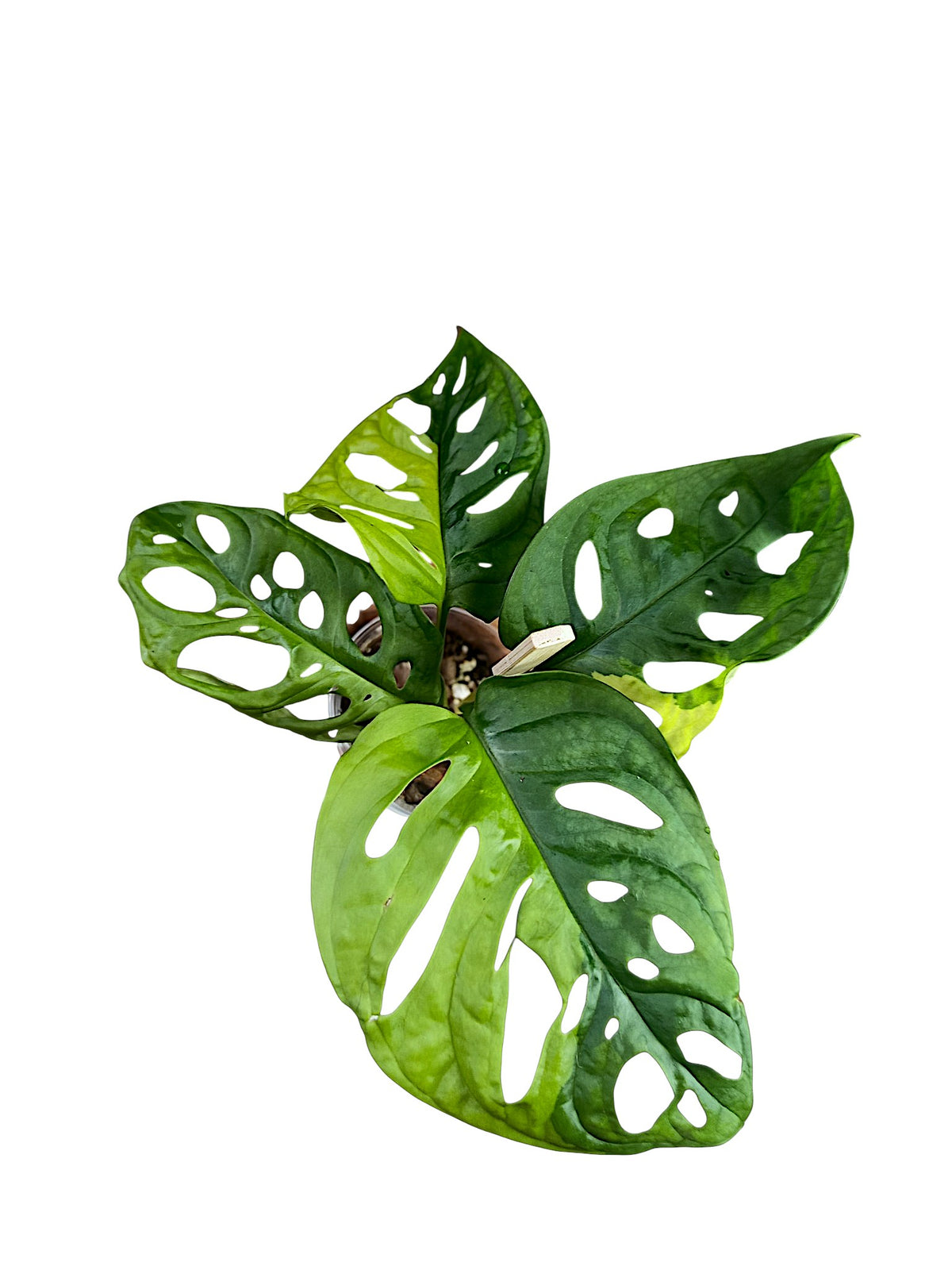 Monstera adansonii Aurea Half Moon