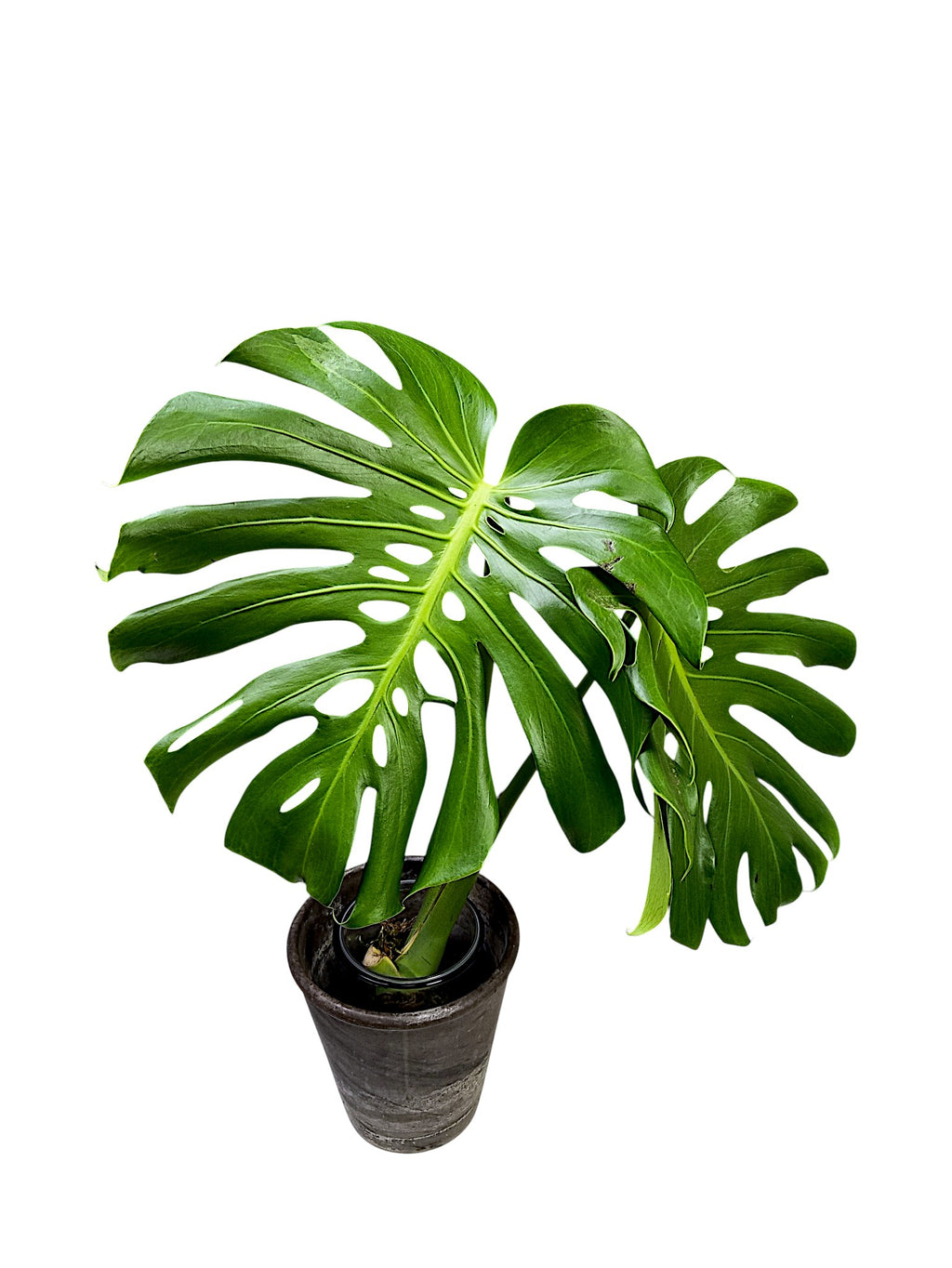 Monstera Deliciosa Dwarf