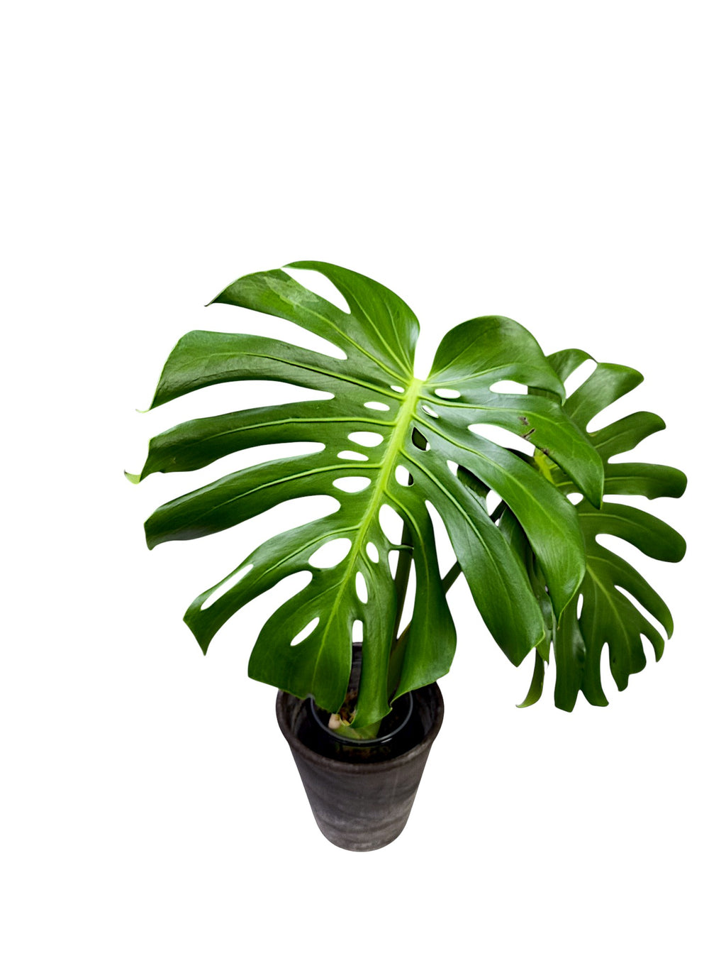 Monstera Deliciosa Dwarf