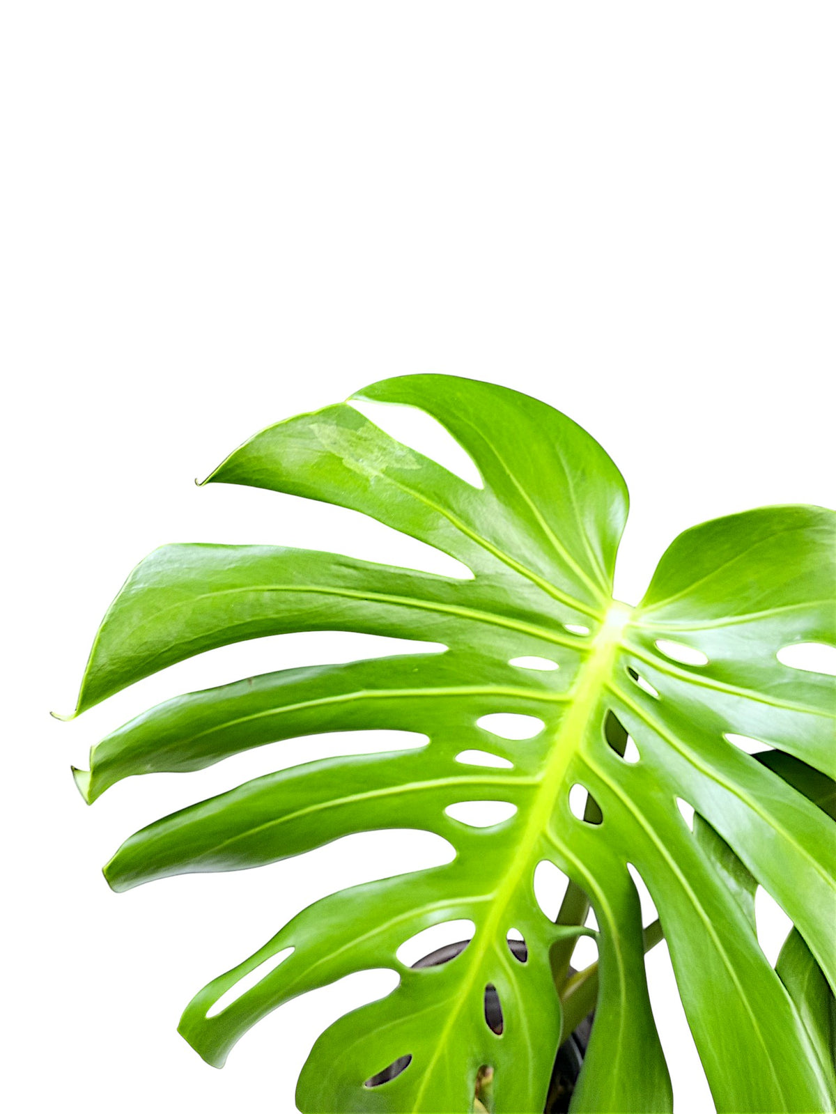 Monstera Deliciosa Dwarf