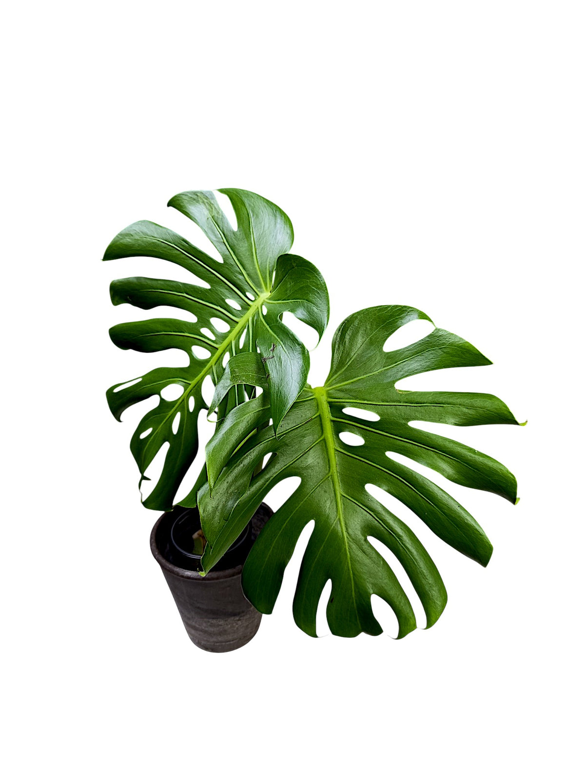 Monstera Deliciosa Dwarf