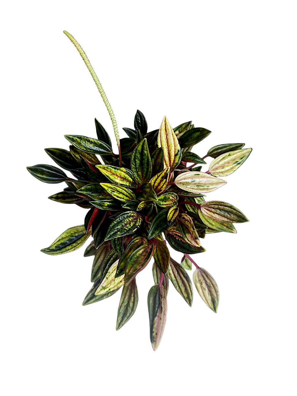 Peperomia Rosso Variegata