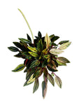 Peperomia Rosso Variegata