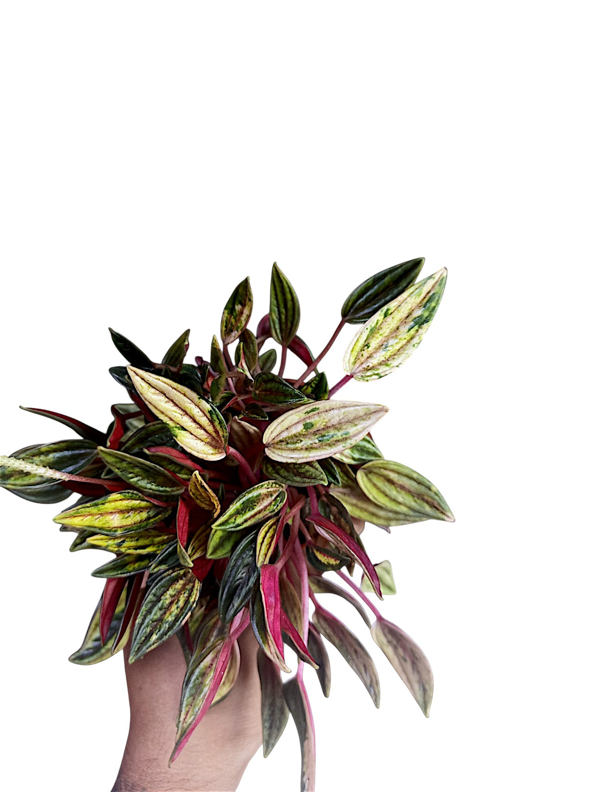 Peperomia Rosso Variegata