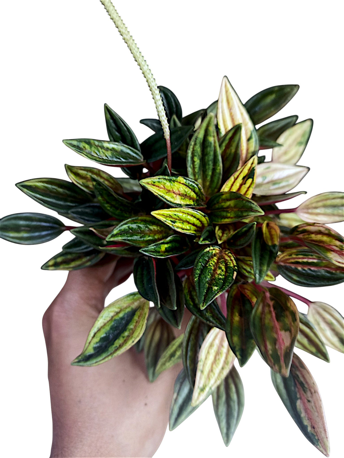 Peperomia Rosso Variegata
