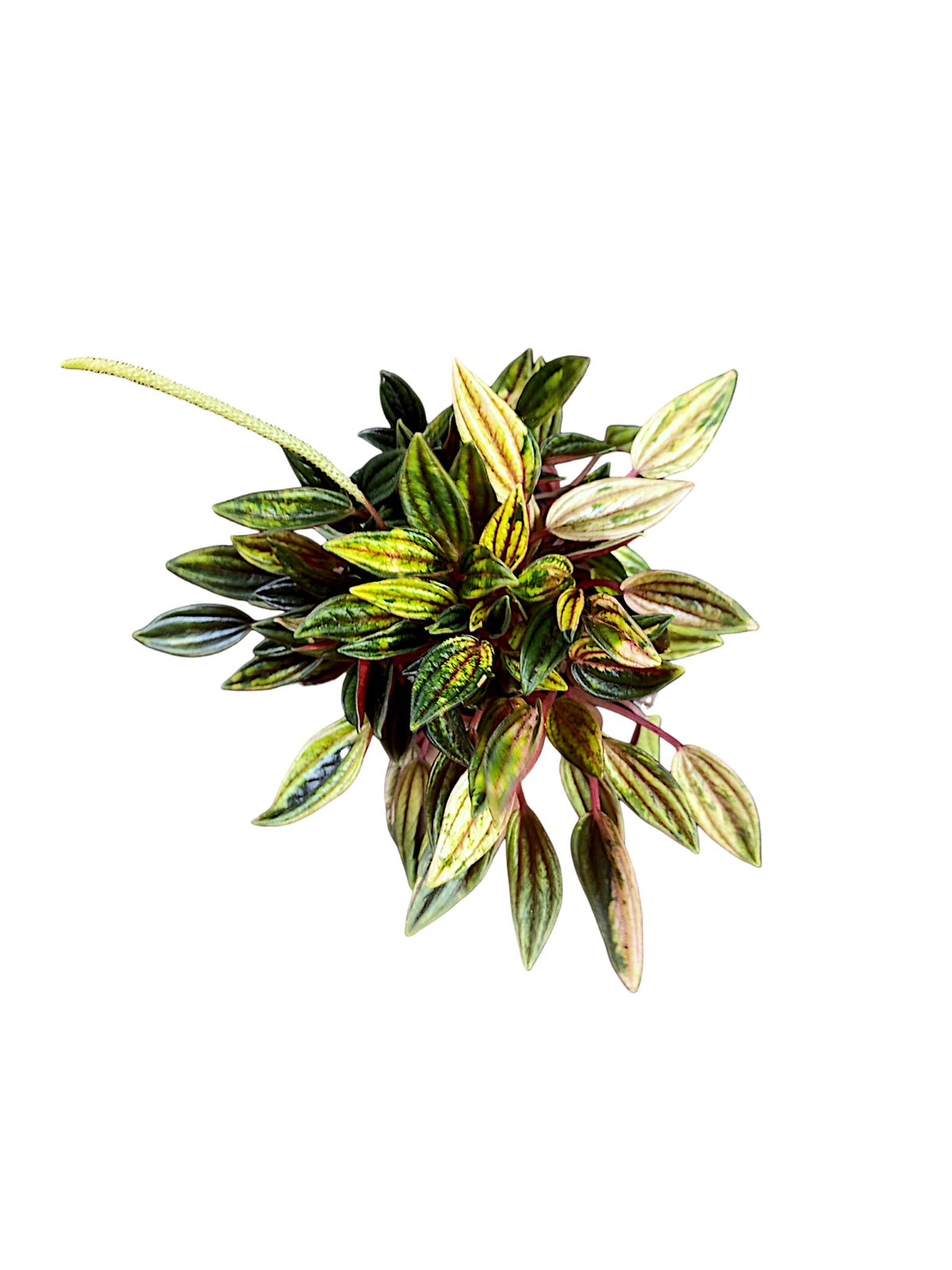 Peperomia Rosso Variegata