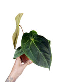 Anthurium Red Spider x Forgetii