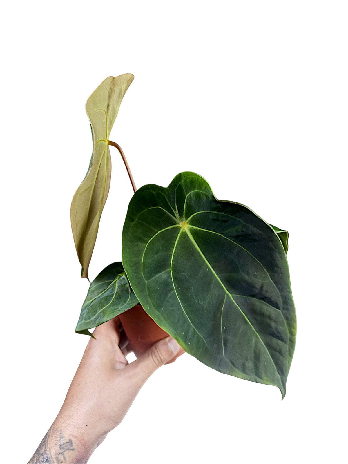 Anthurium Red Spider x Forgetii