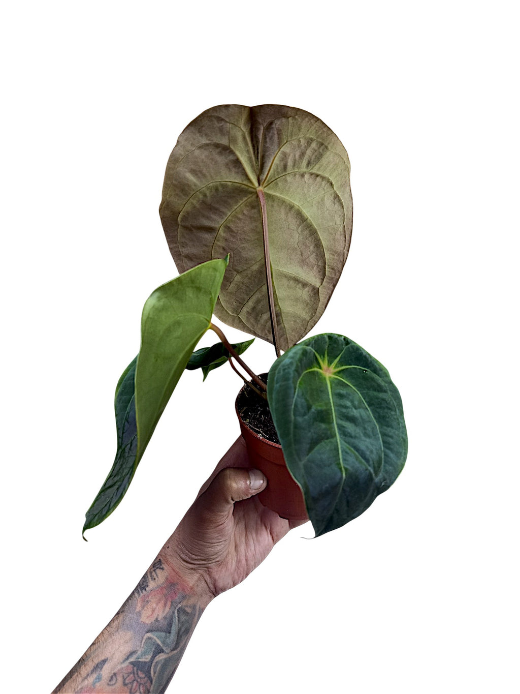 Anthurium Red Spider x Forgetii