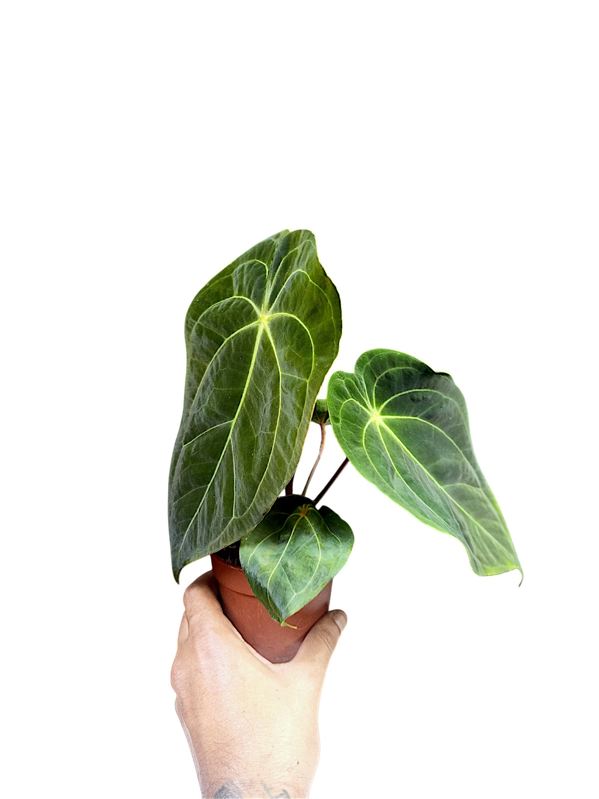 Anthurium Red Spider x Forgetii