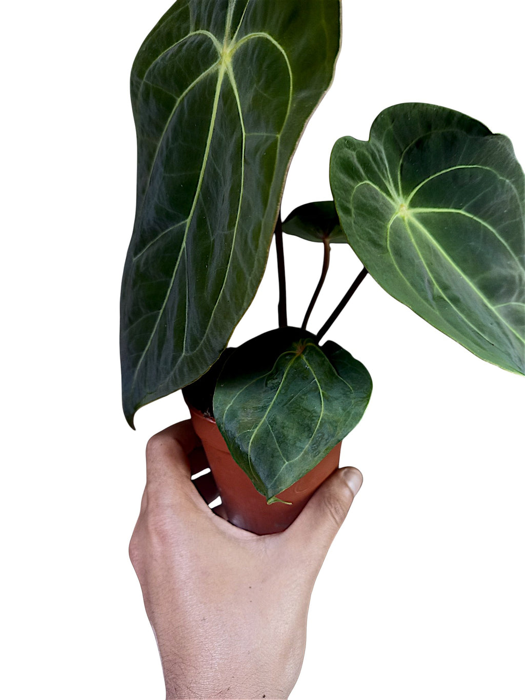 Anthurium Red Spider x Forgetii